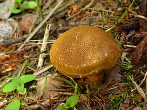 Klikni pro velký obrázek