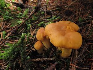 Klikni pro velký obrázek