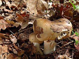 Klikni pro velký obrázek