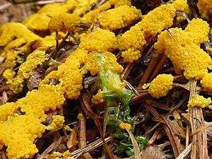 Klikni pro velký obrázek