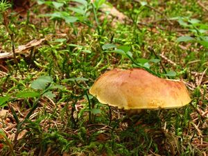 Klikni pro velký obrázek