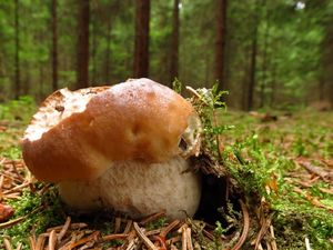 Klikni pro velký obrázek