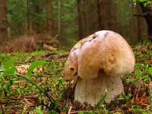 Klikni pro velký obrázek