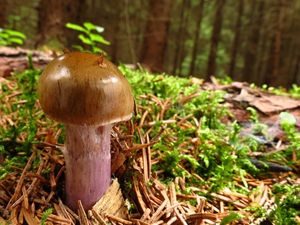 Klikni pro velký obrázek