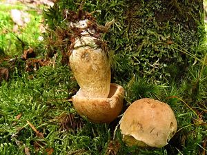 Klikni pro velký obrázek