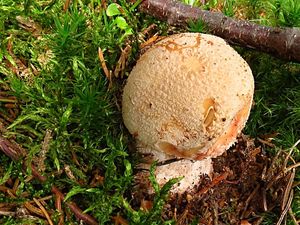 Klikni pro velký obrázek