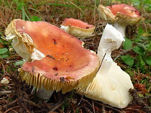 Klikni pro velký obrázek