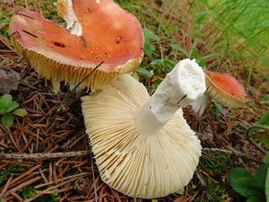 Klikni pro velký obrázek