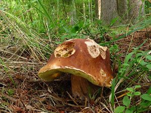 Klikni pro velký obrázek