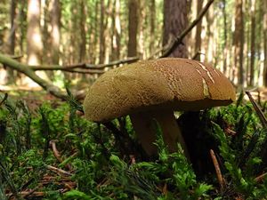 Klikni pro velký obrázek