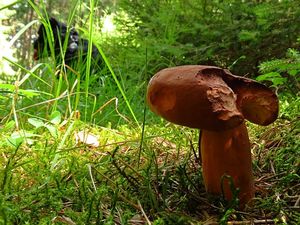 Klikni pro velký obrázek