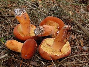 Klikni pro velký obrázek