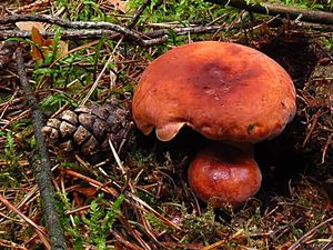 Klikni pro velký obrázek