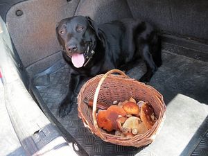 Klikni pro velký obrázek