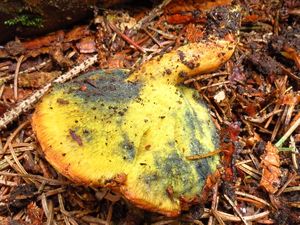 Klikni pro velký obrázek