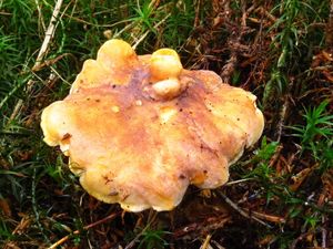 Klikni pro velký obrázek