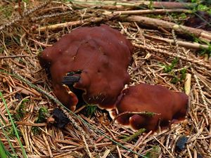 Klikni pro velký obrázek