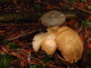 Klikni pro velký obrázek