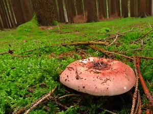 Klikni pro velký obrázek