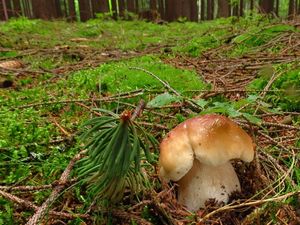 Klikni pro velký obrázek