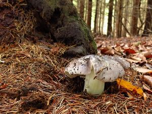 Klikni pro velký obrázek