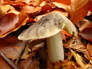 Klikni pro velký obrázek