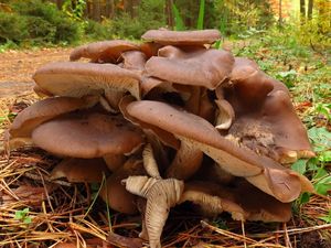 Klikni pro velký obrázek