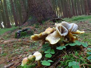 Klikni pro velký obrázek