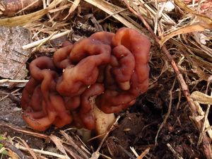 Klikni pro velký obrázek