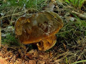 Klikni pro velký obrázek