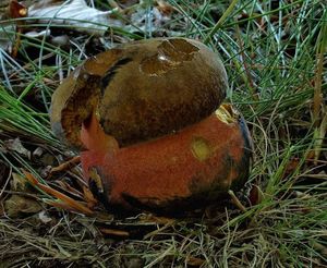 Klikni pro velký obrázek