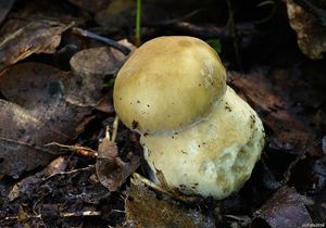 Klikni pro velký obrázek