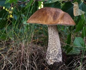 Klikni pro velký obrázek