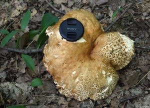 Klikni pro velký obrázek