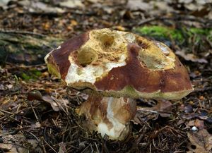 Klikni pro velký obrázek