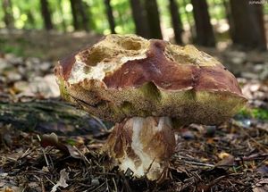 Klikni pro velký obrázek