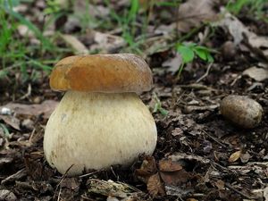 Klikni pro velký obrázek