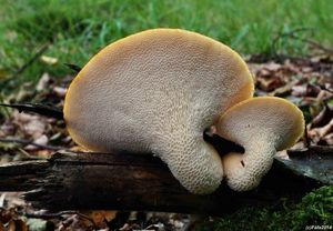 Klikni pro velký obrázek