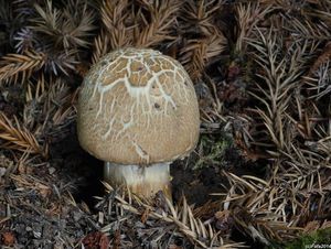 Klikni pro velký obrázek