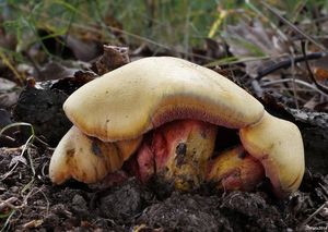 Klikni pro velký obrázek