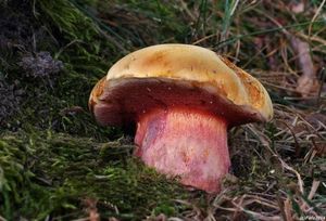 Klikni pro velký obrázek