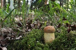 Klikni pro velký obrázek