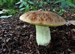 Klikni pro velký obrázek