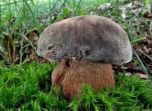 Klikni pro velký obrázek