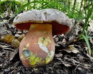 Klikni pro velký obrázek