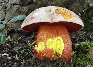 Klikni pro velký obrázek