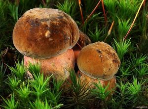 Klikni pro velký obrázek