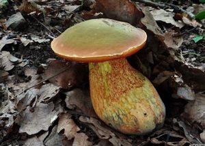 Klikni pro velký obrázek