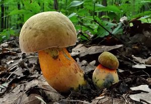 Klikni pro velký obrázek