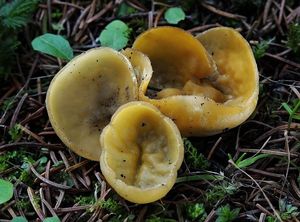 Klikni pro velký obrázek